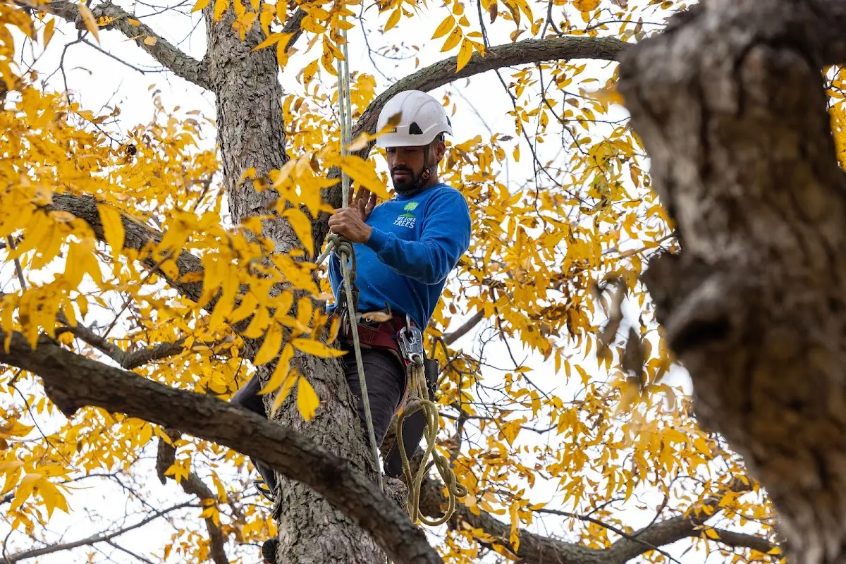 Skilled Tree Planing crew working in Memphis
